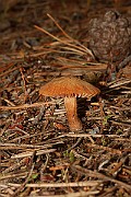 IMG_1093