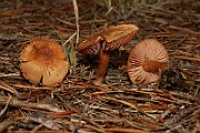 IMG_1094