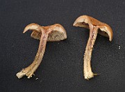 IMG_1149