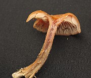 IMG_1151