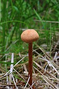 IMG_6091