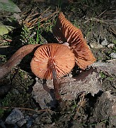 IMG_0130