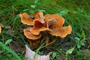 IMG_0858