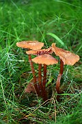 IMG_0885