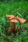IMG_0886