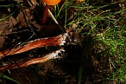 IMG_2415
