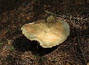 IMG_0002