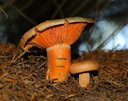 IMG_2076