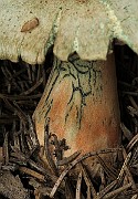 IMG_9996