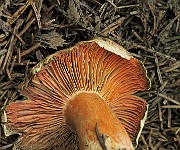 IMG_9999