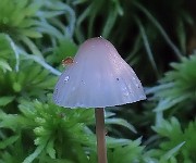 !Spp18 - Mycena vitilis