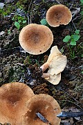 IMG_0896