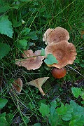 IMG_0897