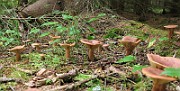 IMG_0011
