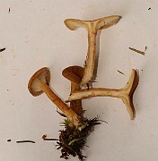 IMG_0725