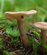 IMG_9457