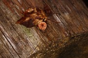 IMG_1078