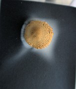 IMG_0020
