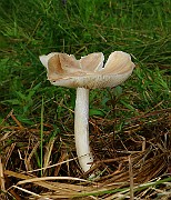 IMG_0410