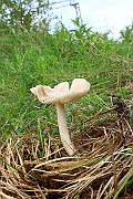 IMG_0411