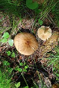 IMG_0887