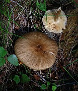 IMG_0888
