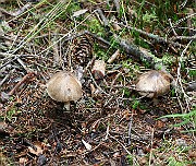 IMG_1042