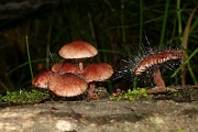 IMG_3716