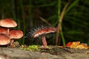 IMG_3717
