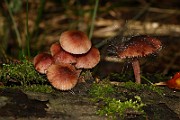 IMG_3719