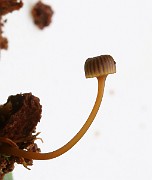 IMG_0855