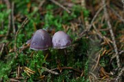 IMG_0933