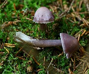 IMG_0934s
