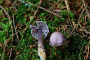IMG_0935