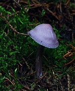 IMG_9333