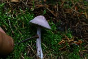 IMG_9334
