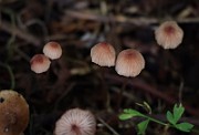 IMG_0383