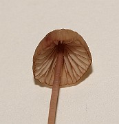 IMG_0394
