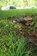 IMG_0259
