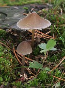 IMG_0260s