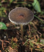 IMG_1092