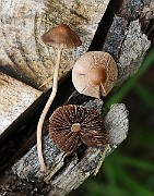 IMG_0086