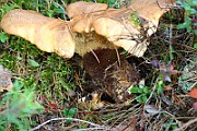 IMG_2080