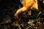 IMG_1630