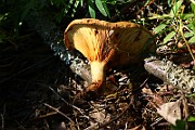 IMG_1631
