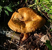 IMG_1633