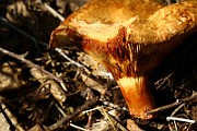 IMG_1636