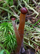 IMG_0833