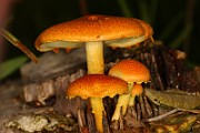IMG_0117
