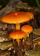 IMG_0118